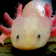 Illustration for article titled Report: Probably Best Not To Even Think About Crazy Virus Currently Brewing Inside Axolotl